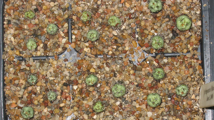 Ortegocactus macdougallii seedlings
